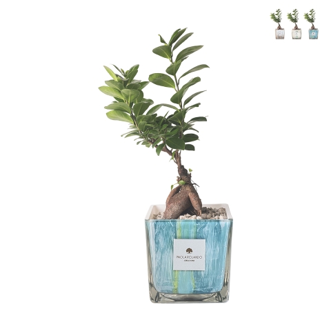 Ficus ginseng bonsai voor binnen in gedecoreerde glazen pot Clio Square Aanbieding