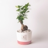 Paola Rolando bonsai ficus voor binnen met cementen pot Flora Verkoop