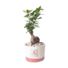 Paola Rolando bonsai ficus voor binnen met cementen pot Flora Aanbod