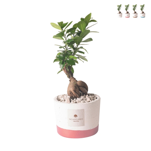 Paola Rolando bonsai ficus voor binnen met cementen pot Flora Aanbieding
