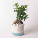 Bruiloft bedankje met bonsai ficus ginseng in industriële pot Verkoop