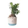 Bruiloft bedankje met bonsai ficus ginseng in industriële pot Aanbod