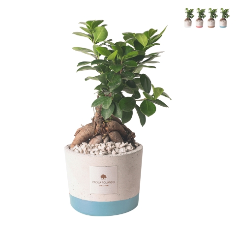 Bruiloft bedankje met bonsai ficus ginseng in industriële pot Aanbieding