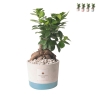 Bruiloft bedankje met bonsai ficus ginseng in industriële pot Aanbieding