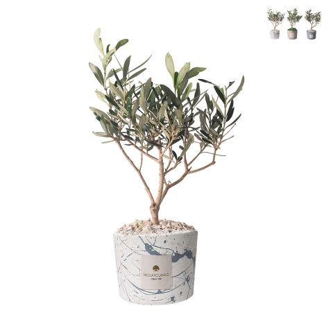 Olijfboom in decoratieve pot Paola Rolando bruiloftssouvenir Simone Aanbieding
