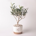Olivo trouwbedankje Paola Rolando in cement plantenbakje Flora Verkoop