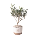 Olivo trouwbedankje Paola Rolando in cement plantenbakje Flora Aanbod