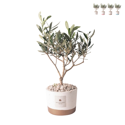 Olivo trouwbedankje Paola Rolando in cement plantenbakje Flora Aanbieding