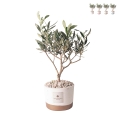 Olivo trouwbedankje Paola Rolando in cement plantenbakje Flora Aanbieding