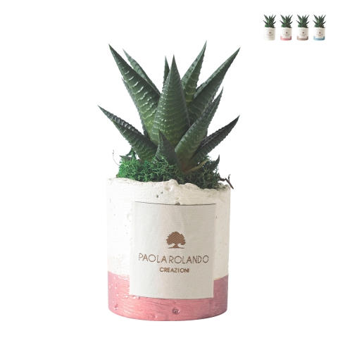 Vetplant voor binnen in decoratieve witte pot Paola Rolando Flora Aanbieding