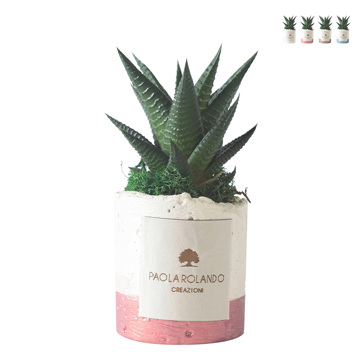Vetplant voor binnen in decoratieve witte pot Paola Rolando Flora Aanbieding Vetplant voor binnen in decoratieve witte pot Paola Rolando Flora Aanbieding