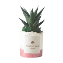 Vetplant voor binnen in decoratieve witte pot Paola Rolando Flora Aanbod