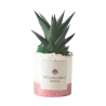 Vetplant voor binnen in decoratieve witte pot Paola Rolando Flora Aanbod