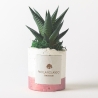 Vetplant voor binnen in decoratieve witte pot Paola Rolando Flora Verkoop