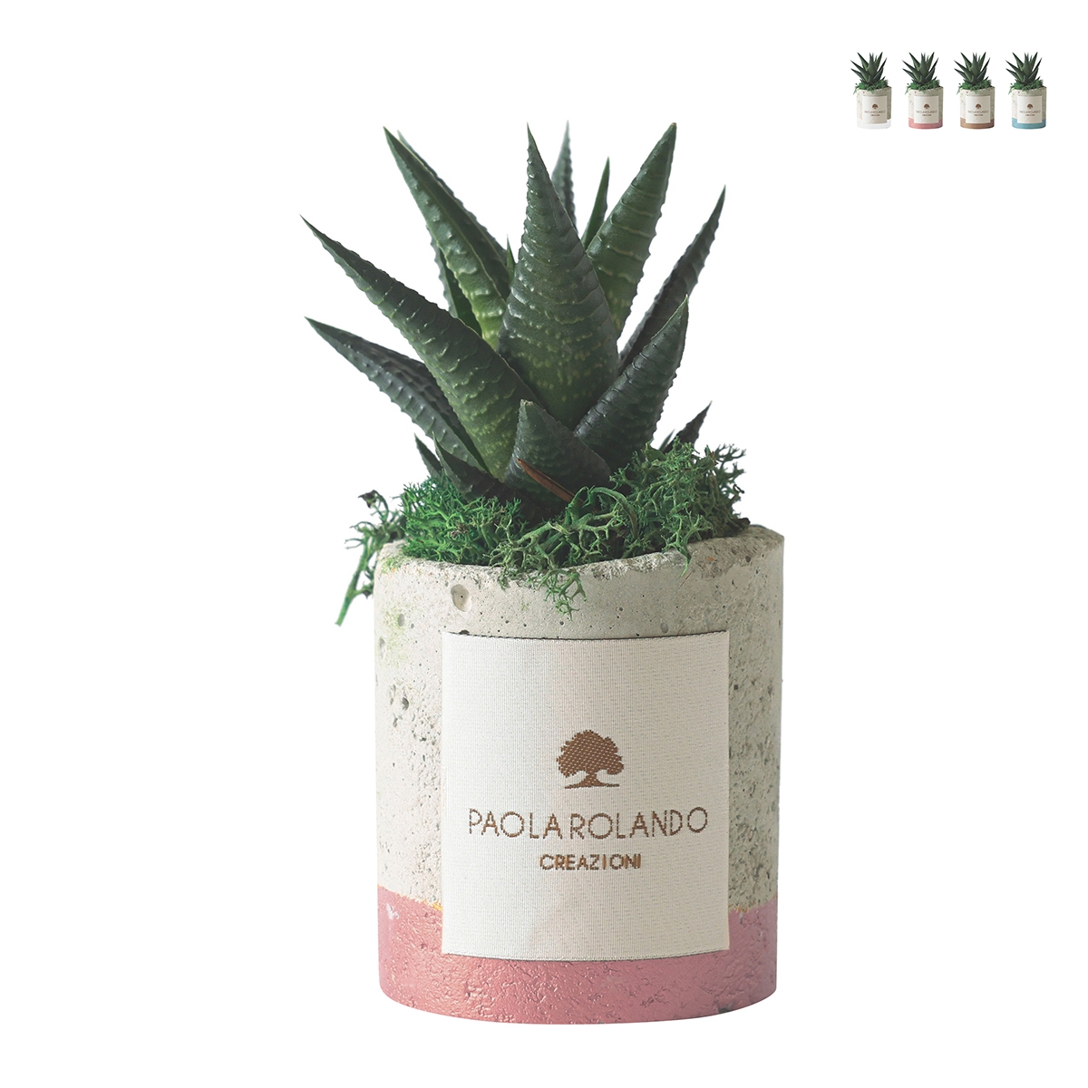 Paola Rolando vetplant met gekleurde strook in industrieel cementen potje Aanbieding Paola Rolando vetplant met gekleurde strook in industrieel cementen potje Aanbieding