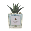 Vetplant voor binnenshuis in decoratieve glazen Clio Square pot Aanbod