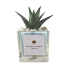 Vetplant voor binnenshuis in decoratieve glazen Clio Square pot Aanbod