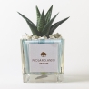 Vetplant voor binnenshuis in decoratieve glazen Clio Square pot Verkoop