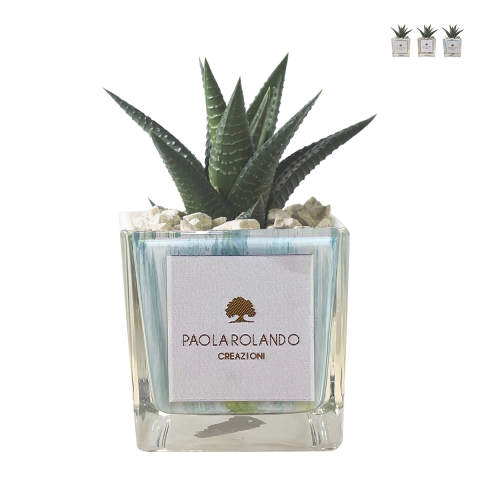 Vetplant voor binnenshuis in decoratieve glazen Clio Square pot Aanbieding