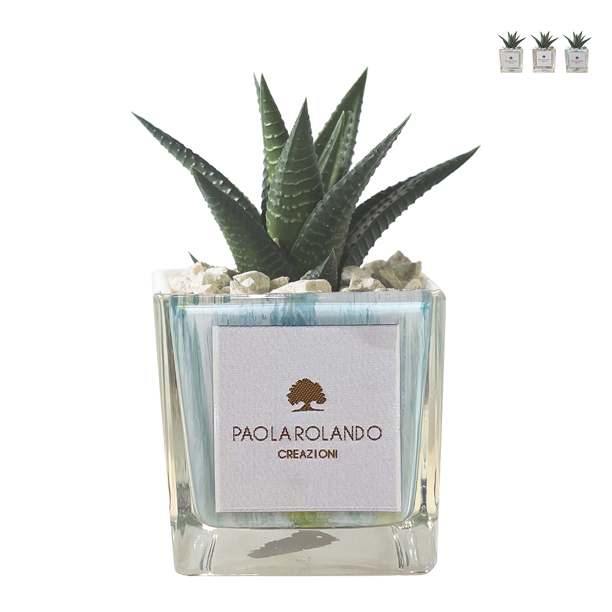 Vetplant voor binnenshuis in decoratieve glazen Clio Square pot Aanbieding