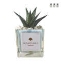 Vetplant voor binnenshuis in decoratieve glazen Clio Square pot Aanbieding