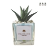 Vetplant voor binnenshuis in decoratieve glazen Clio Square pot Aanbieding