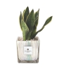 Sansevieria Paola Rolando in decoratieve vierkante glazen pot Clio Square Aanbod