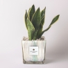 Sansevieria Paola Rolando in decoratieve vierkante glazen pot Clio Square Verkoop