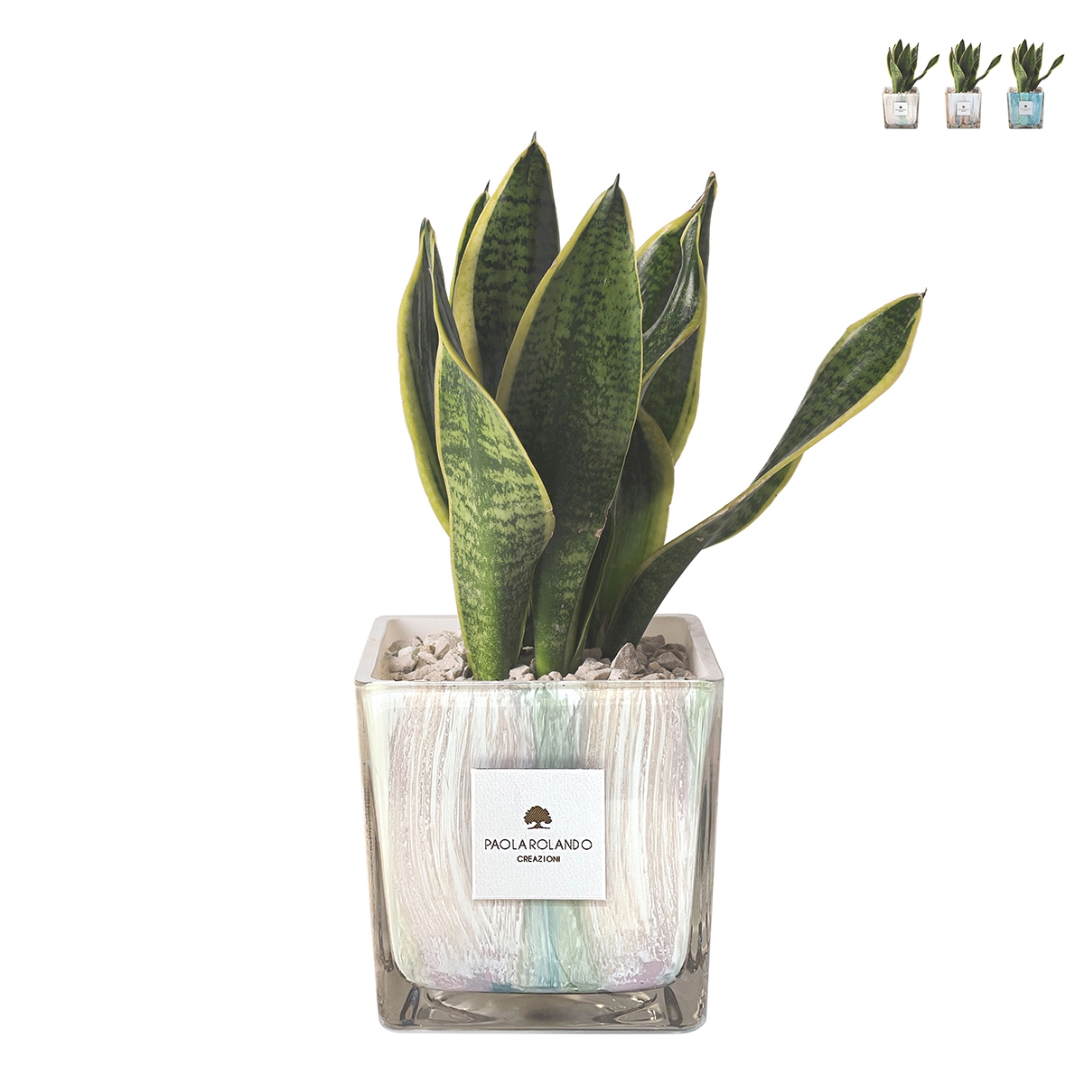 Sansevieria Paola Rolando in decoratieve vierkante glazen pot Clio Square Aanbieding Sansevieria Paola Rolando in decoratieve vierkante glazen pot Clio Square Aanbieding