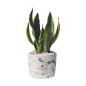 Bomboniera sansevieria in gespateld, versierd cementen potje Simone Aanbod