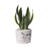 Bomboniera sansevieria in gespateld, versierd cementen potje Simone Aanbod