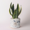 Bomboniera sansevieria in gespateld, versierd cementen potje Simone Verkoop