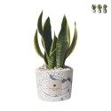 Bomboniera sansevieria in gespateld, versierd cementen potje Simone Aanbieding