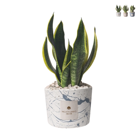 Bomboniera sansevieria in gespateld, versierd cementen potje Simone Aanbieding