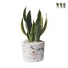 Bomboniera sansevieria in gespateld, versierd cementen potje Simone Aanbieding