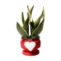 Sansevieria bomboniera Paola Rolando in decoratieve pot met hart Eden Aanbod