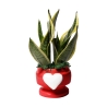 Sansevieria bomboniera Paola Rolando in decoratieve pot met hart Eden Aanbod