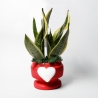 Sansevieria bomboniera Paola Rolando in decoratieve pot met hart Eden Verkoop