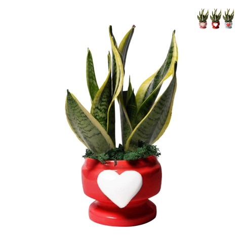 Sansevieria bomboniera Paola Rolando in decoratieve pot met hart Eden Aanbieding