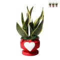 Sansevieria bomboniera Paola Rolando in decoratieve pot met hart Eden Aanbieding