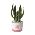 Sansevieria kamerplant in betonnen pot Paola Rolando Flora Aanbod