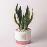Sansevieria kamerplant in betonnen pot Paola Rolando Flora Verkoop