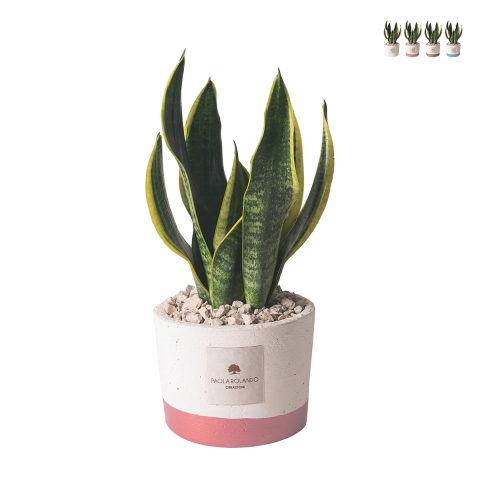 Sansevieria kamerplant in betonnen pot Paola Rolando Flora Aanbieding