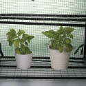 Lomea plantenserre voor balkon met 2 schappen en beschermhoes Catalogus