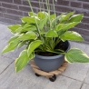 Ronde houten plantenroller met wielen Aankoop