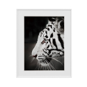 Zwart-wit fotoprint tijger dier 40x50cm Variety Harimau Verkoop