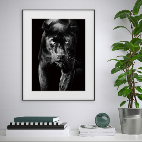 Zwart-wit fotoprint dier panter 40x50cm Variety Pardus