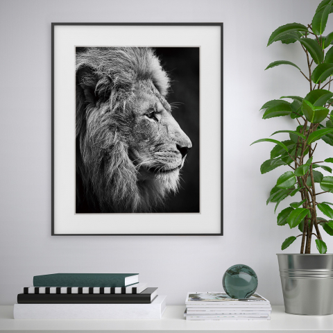 Poster foto zwart-wit foto leeuw dieren 40x50cm Variety Aslan