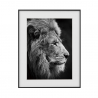 Poster foto zwart-wit foto leeuw dieren 40x50cm Variety Aslan Verkoop
