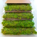 Gestabiliseerde plantenpanelen 4 panelen 60x40cm GreenBox Kit Lichen Model